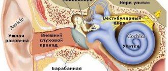 строение уха