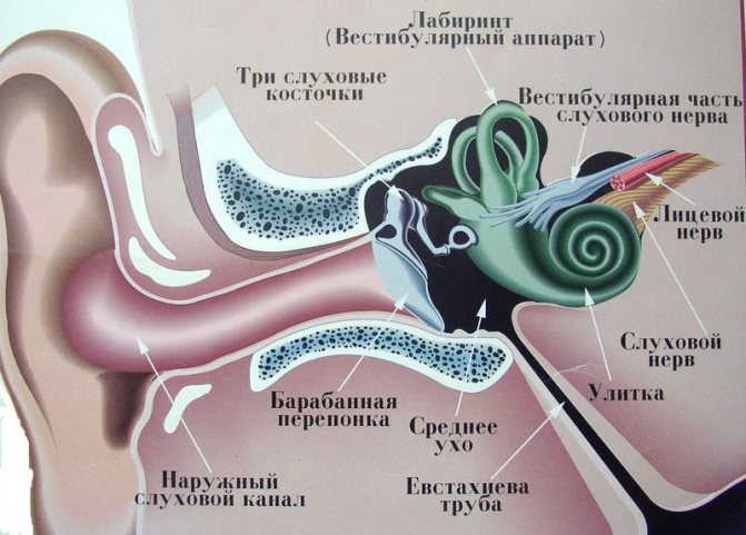 Строение уха и вестибулярного аппарата
